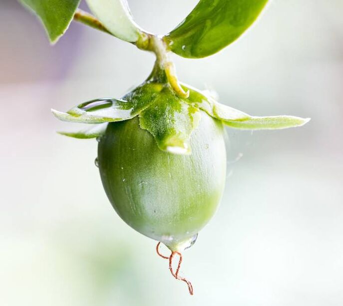 Aceite antiarrugas hidratante obtenido del fruto de la jojoba